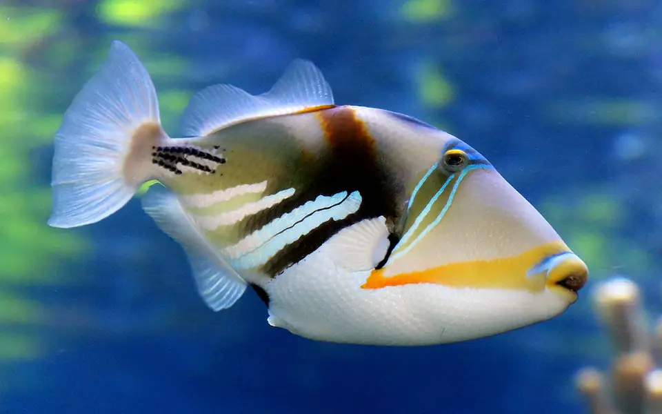 Bright tropical fish in blue water